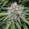 Amnesia Feminized Cannabis Seeds | Amnesia Strain | The Seed Fair