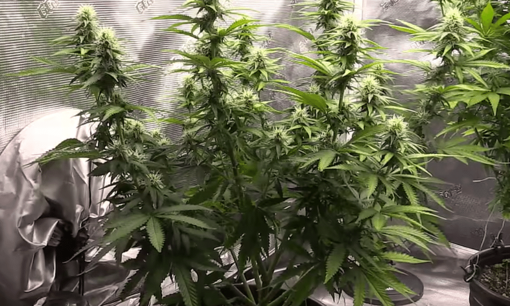 Diesel auto strain