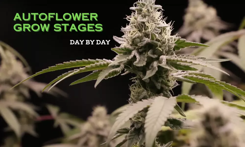 chronologie de l'autofloraison