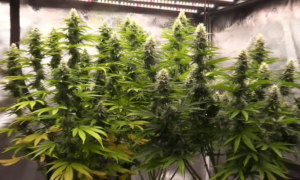 super big autoflower yield