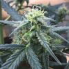 Big Devil Auto-Flowering Cannabis Seeds | Big Devil Strain | The Seed Fair