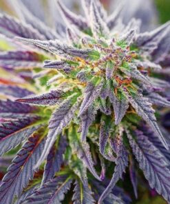 Blackberry Kush Feminized Cannabis Seeds | Blackberry Kush Strain | The Seed Fair