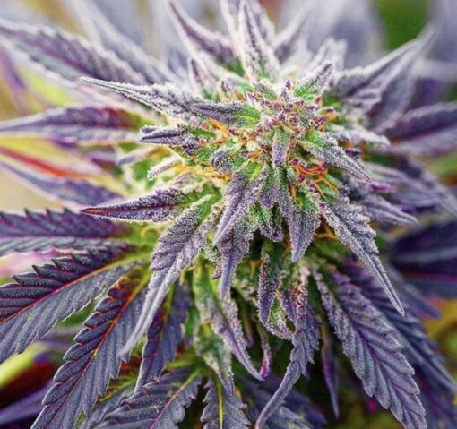 Blackberry Kush Feminized Cannabis Seeds | Blackberry Kush Strain | The Seed Fair