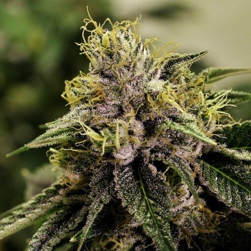 Blue Fruit Auto-Flowering Cannabis Seeds | Blue Fruit Strain | The Seed Fair