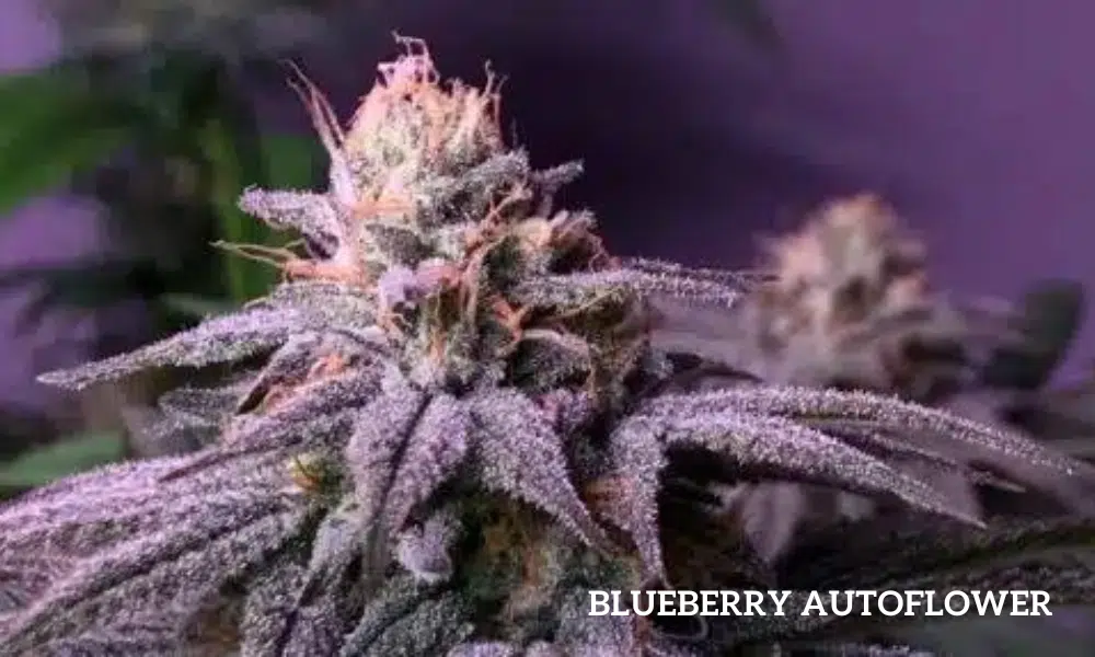 blueberry autoflower | The Seed Fair blueberry autoflower
