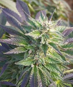 CBD Blueberry 1 to 16 Feminized Cannabis Seeds | CBD Blueberry Strain | The Seed Fair
