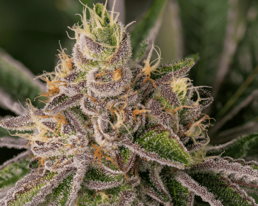 Blueberry Kush Seeds | Blueberry Kush Strain Feminized | The Seed Fair