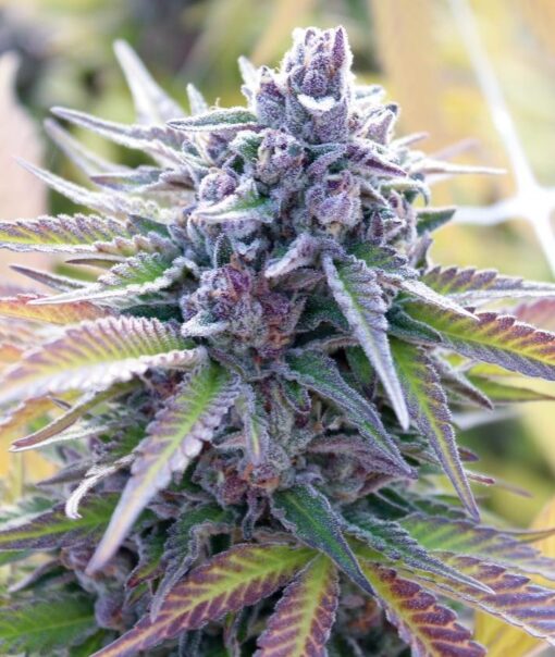 Candy Kush Auto Flower Seeds | Candy Kush Strain Feminized | The Seed Fair