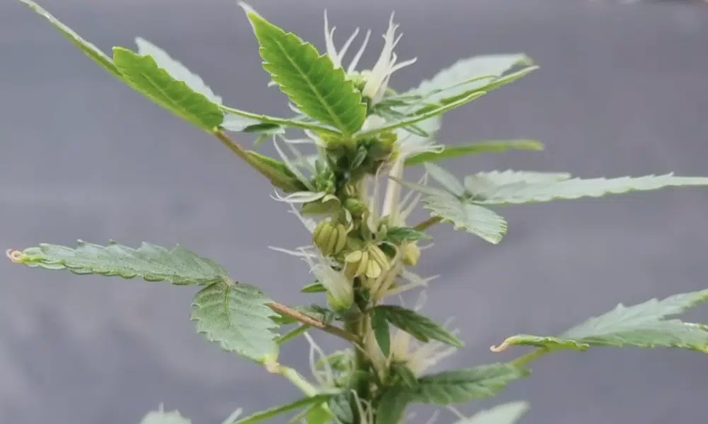 cannabis hermie | The Seed Fair cannabis hermie