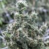 Cannatonic Feminized Cannabis Seeds | Cannatonic Strain | The Seed Fair