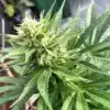 Cheese Auto Flower Seeds | Cheese Strain Feminized | The Seed Fair