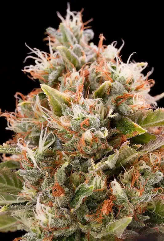 CBD Chemdog #4 Feminized Cannabis Seeds | CBD Chemdog Strain | The Seed Fair | The Seed Fair CBD Chemdog #4 Feminized Cannabis Seeds | CBD Chemdog Strain | The Seed Fair