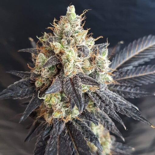 Chocolope Auto-Flowering Cannabis Seeds | Chocolope Strain | The Seed Fair