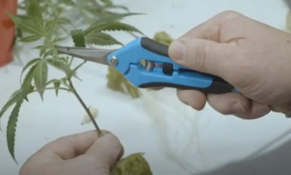 cloning autos | The Seed Fair cloning autos