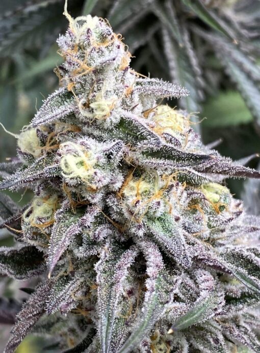 Cream Candy Auto-Flowering Cannabis Seeds | Cream Candy Strain | The Seed Fair