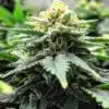 Cream Auto Flower Seeds | Cream Strain Feminized | The Seed Fair