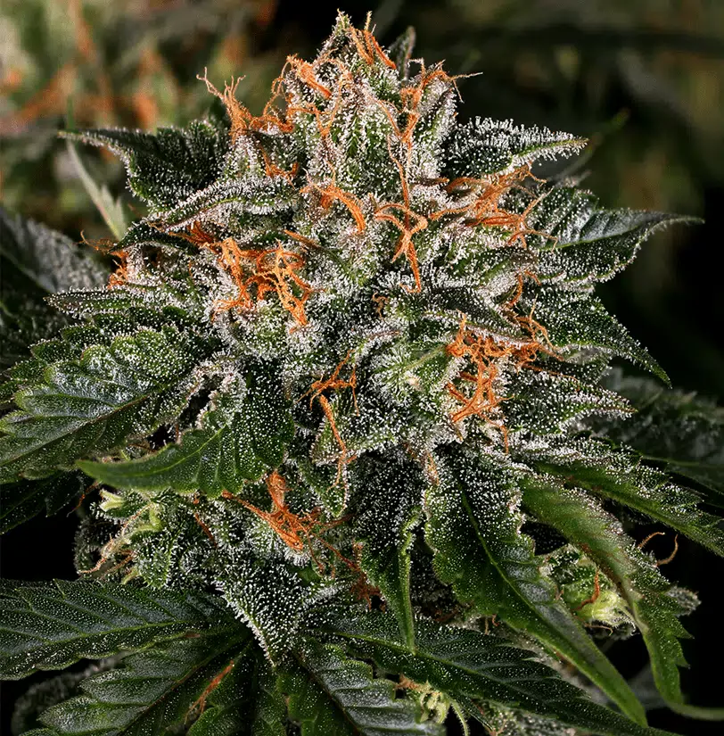 Critical Kush strain for Nausea