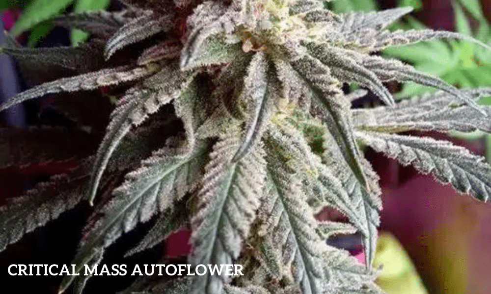 critical mass autoflower