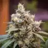 Death Star Seeds | Death Star Strain Feminized Seeds | The Seed Fair