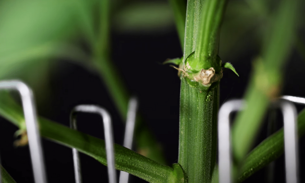 defoliated autoflower image