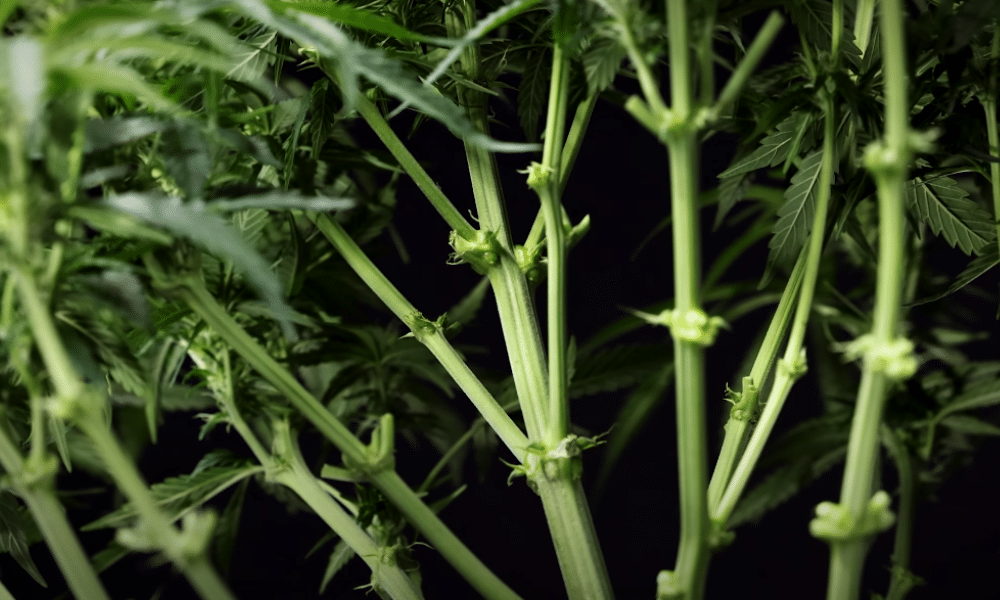 defoliated leaves of an autoflower