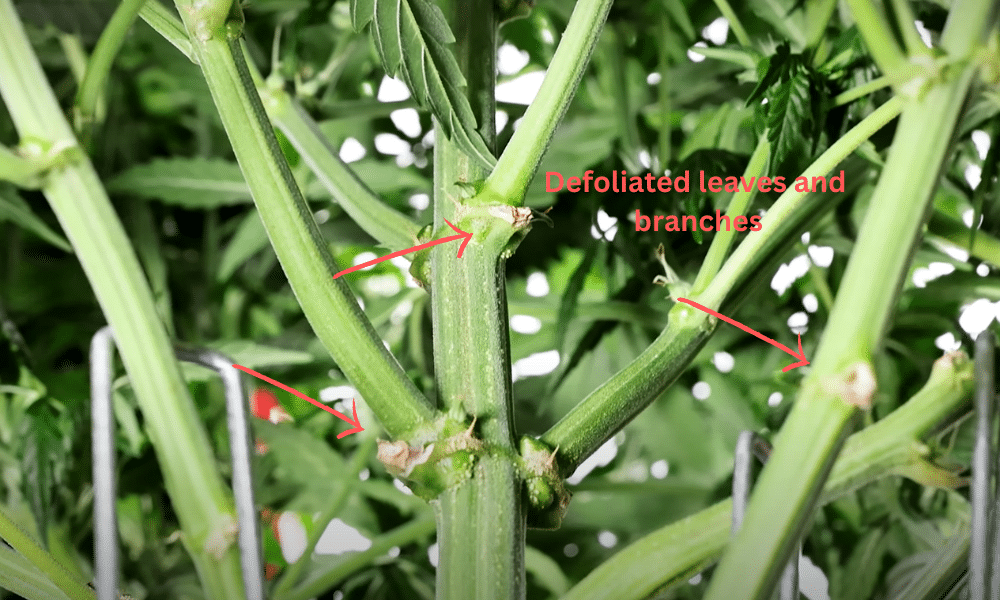 defoliated leaves