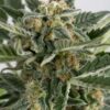 Devil XXL Auto-Flowering Cannabis Seeds | Devil XXL Strain | The Seed Fair