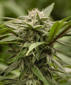 Ewok Feminized Cannabis Seeds | Ewok Strain Feminized | The Seed Fair