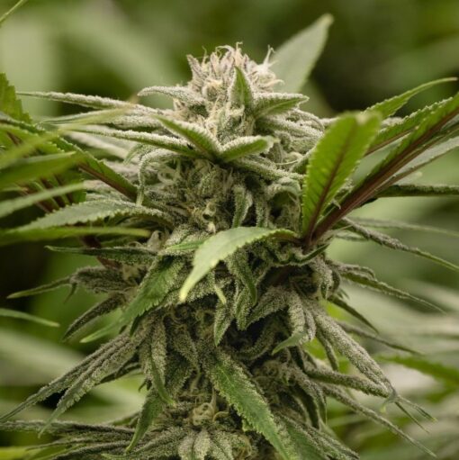 Ewok Feminized Cannabis Seeds | Ewok Strain Feminized | The Seed Fair