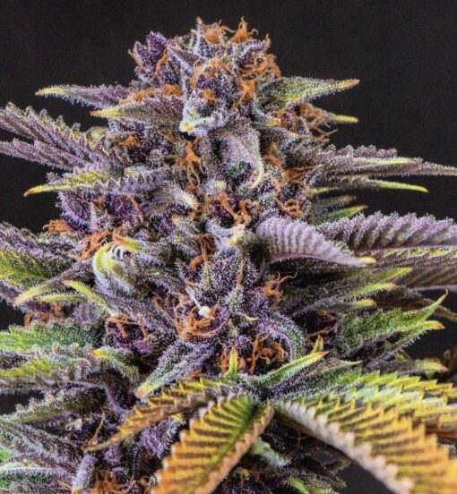 Forbidden Fruit Seeds | Forbidden Fruit Strain Feminized | The Seed Fair