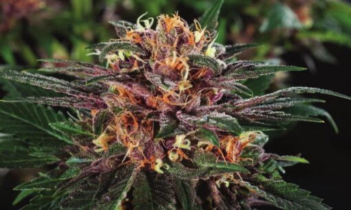 Fruit Auto-Flowering Cannabis Seeds | Fruit Strain | The Seed Fair
