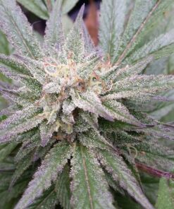 G13 Auto-Flowering Cannabis Seeds | G13 Strain Feminized | The Seed Fair