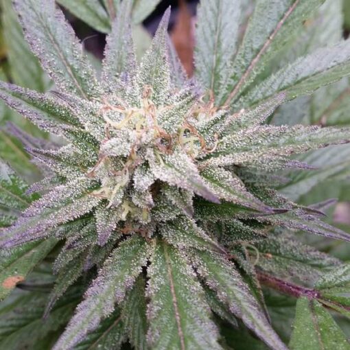 G13 Auto-Flowering Cannabis Seeds | G13 Strain Feminized | The Seed Fair