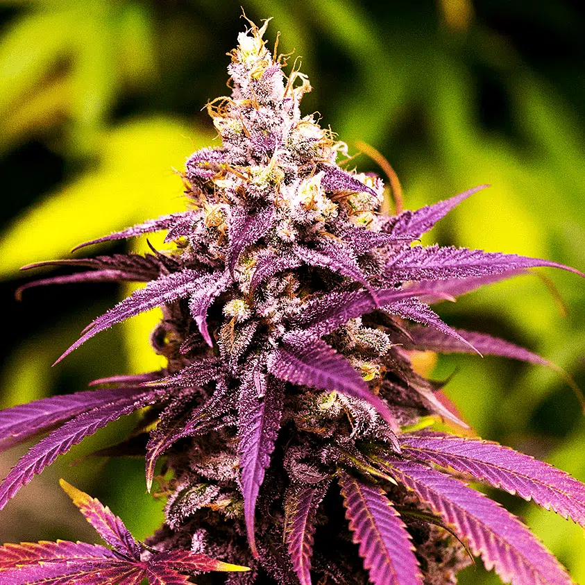 Grandaddy Purple | The Seed Fair Grandaddy Purple | best feminized seeds