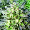 Grapefruit Auto-Flowering Cannabis Seeds | Grapefruit Strain | The Seed Fair