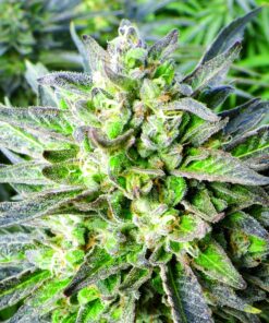 Grapefruit Auto-Flowering Cannabis Seeds | Grapefruit Strain | The Seed Fair