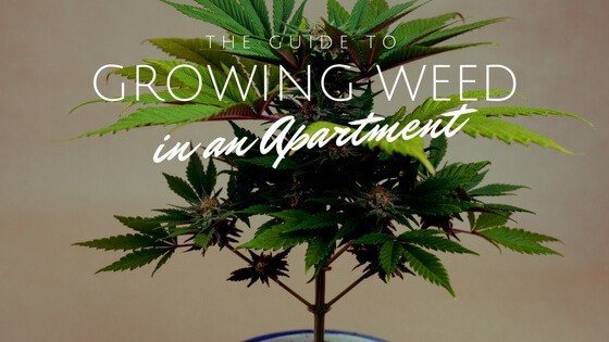 Growing Weed In Apartment | The Best Advice For All Growers | The Seed Fair