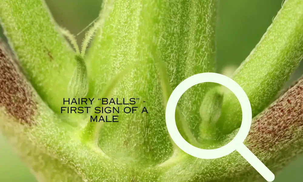 first sign of male plant - hairy balls between the nodes