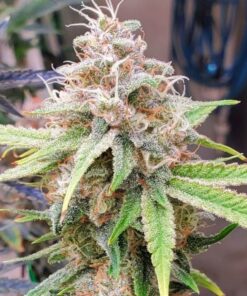 Haze Auto-Flowering Cannabis Seeds | Haze Strain | The Seed Fair