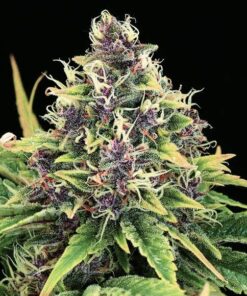 Hindu Kush Regular Cannabis Seeds | Hindu Kush Strain | The Seed Fair