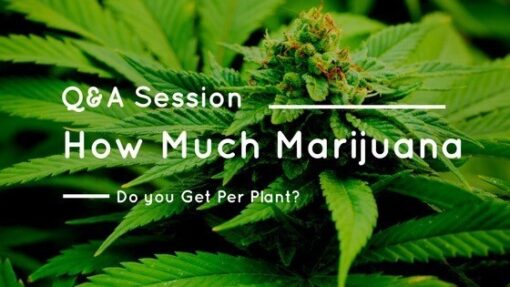 How Much Bud Does A Weed Plant Produce