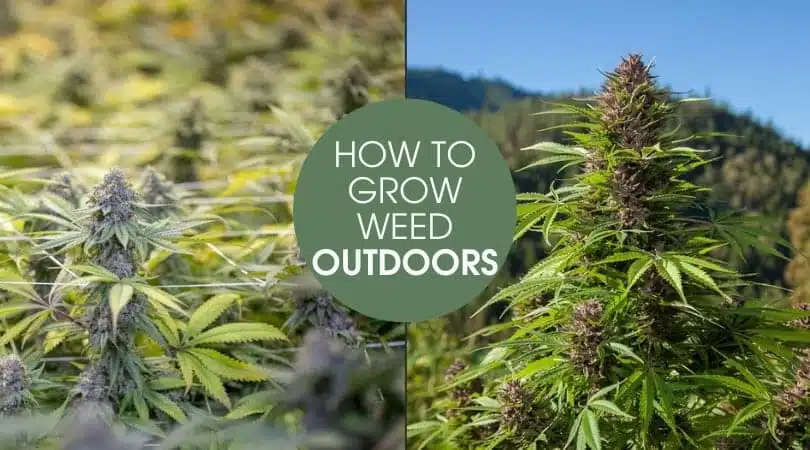Comment cultiver de l'herbe à l'extérieur, étape par étape | Notre guide | La foire aux graines
