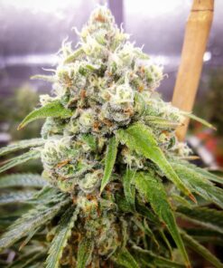 Jack Herer Auto-Flowering Cannabis Seeds | Jack Herer Strain | The Seed Fair