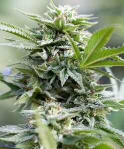 CBD Jack Herer 1 to 1 Feminized Cannabis Seeds | CBD Jack Strain | The Seed Fair