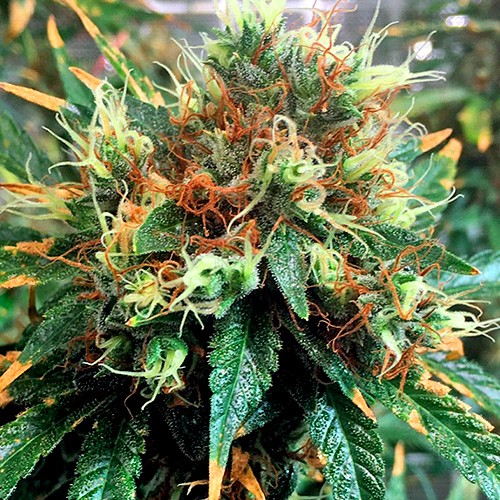 Kali Mist Seeds | Kali Mist Strain Feminized Cannabis Seeds | The Seed Fair