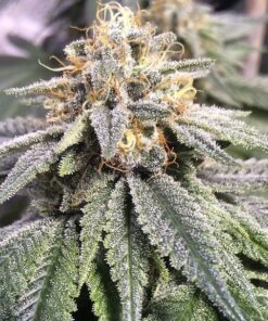 CBD Harlequin Kimbo Kush 1 to 1 Feminized Cannabis Seeds | The Seed Fair
