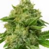 Kush XL Auto Flower Seeds | Kush XL Cannabis Seeds | The Seed Fair