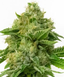 Kush XL Auto Flower Seeds | Kush XL Cannabis Seeds | The Seed Fair