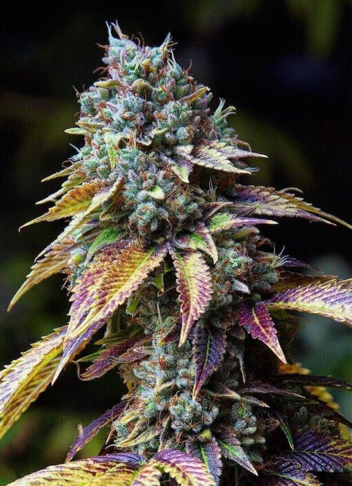 LA Confidential Seeds | LA Confidential Strain Feminized | The Seed Fair