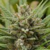 Lemon Haze Auto-Flowering Cannabis Seeds | Lemon Haze Strain | The Seed Fair